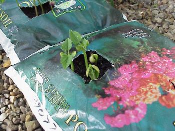 Bean seedlings in grow bags.