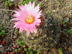 Pink hardy cactus