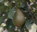Magness Pear Fruit
