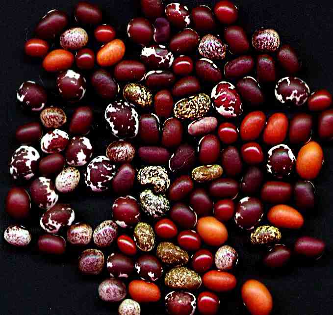 Mixed varieties of popbeans)